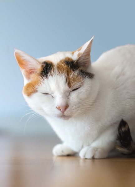 Drei-farbige Katze mit geschlossenen Augen vor einem blauen Hintergrund