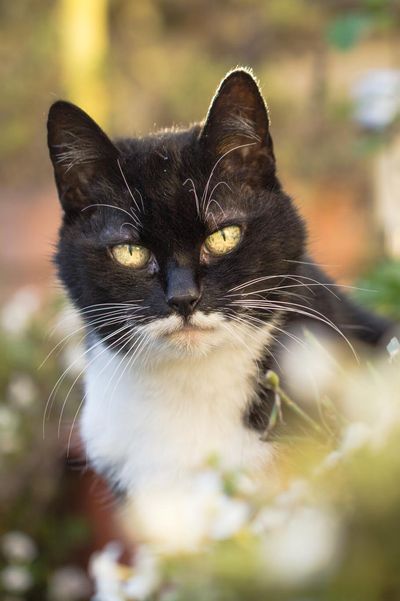 schwarz-eiße Katze mit Bernstein-Augen inmitten weißer Blumen