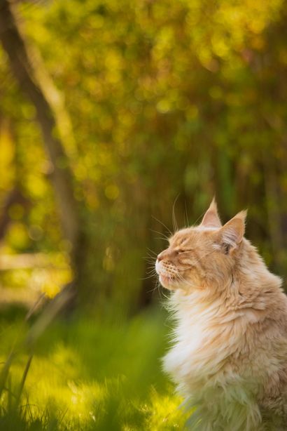 Seitenprofil einer beigen Maine Coon Katze im hohen Gras