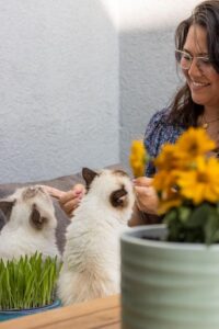 Frau mit zwei Ragdoll Katzen hinter gelben Blumen