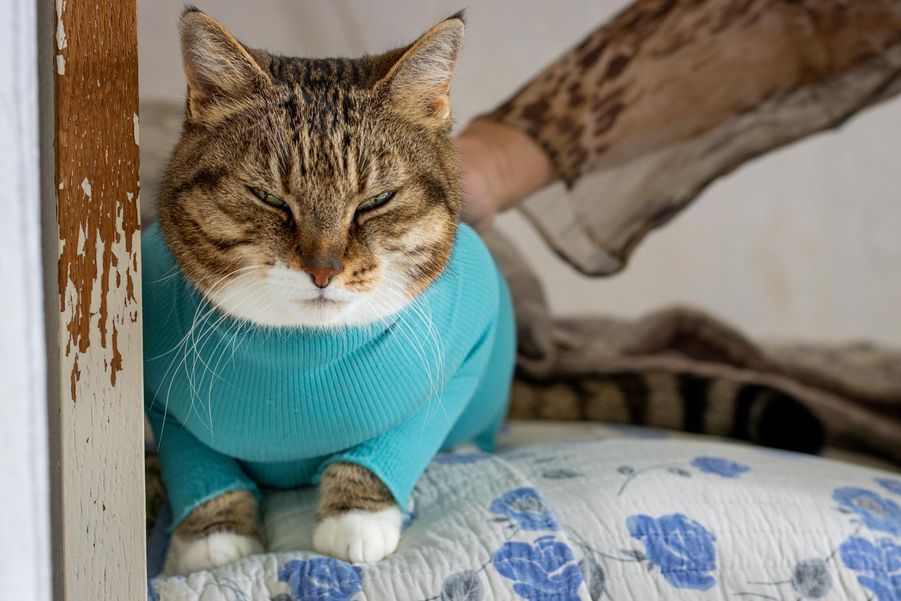 Getigerte Katze mit türkis-farbenem Hemdchen sitzt auf dem Bett und wird von ihrem Frauchen gestreichelt
